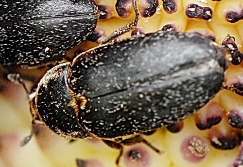 Dermestes sp.